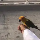 صن كنيور مفقود في حي طيبة