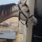 مهر شعبي