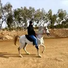 تدريب على ركوب الخيل