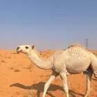 قعود باتلي
