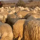 حريات صنف نوادر