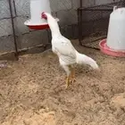 ديك بكستاني