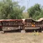 نحل للبيع كفو