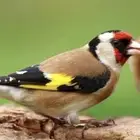 حسون سوري جوز تربية بيت   الاحساء