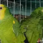 جوز امزوني بلوفرنتد الدرجه الثالثه