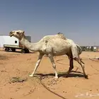 لقحه طيبه