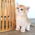 Scotch Kitten - Gold Male