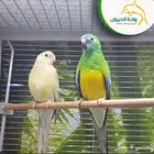 مطلوووب انثى ببغاء براكيت رد رامب منتجة