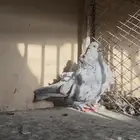 كشكي انثى رديوس 2022 منتجه