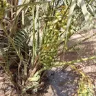 نخيل مثمر مبكر غر .ربيعه. فنخاء. لونه .عراقيه.شيرازيه