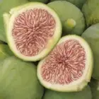 شتلات فواكه و شتلات زينه