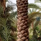 تكريب وتنظيف وشذاب نخل العربي ول واشنطونيا
