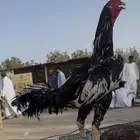 ديك باكستاني تم البيع