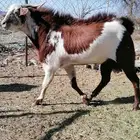 تيس فحل كفو ومشروط للبيع