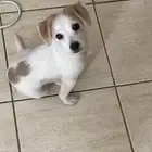 للبيع كلب.