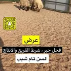 فحل نعيم جبر