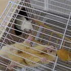 للبيع زوج سناجب طائرة منتجة