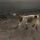 عنز مصري طيبه