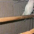 طيور روز طيور زينه طيور ببغاء