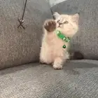 للتبني