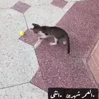 قطه تم انقاذه من الشارع بعمر شهرين
