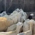 ضان