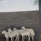 طليان للبيع العدد 6