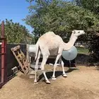 بكره مفروده