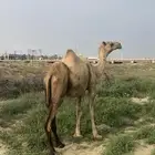 ناقة اركه
