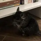 انثى شنشيلا