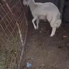 طلي حري عمره 5 شهور طيب ونضيف