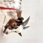 ماعز قزمي