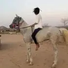 فرس شعبيه