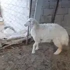 رخل شحم العمر سنه