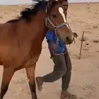 مهره عربيه اصيله
