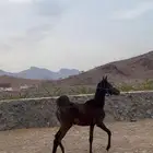 مهره شعبيه شيخه شيخه للبيع او للبدل