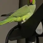 ببغاء اخضر مفقود فى حي الخالديه