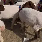 جذعات نعيم مضاريع ومقرعه العدد 14 راس