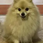 كلب انثى بومرينيان