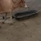 بقره معها عجلتها