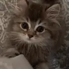 قطه للبيع