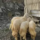 للبيع 5طليان