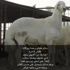 ذبايح بريه نضيفه شرط