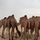 بكار سواحل حمر