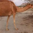 خلفه رباع للبيع