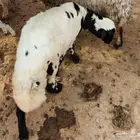 ذكروا