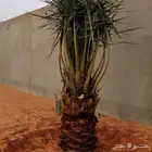 نخل للبيع نقايل جثايث نخيل خلاص سكري برحي شيشي صقعي هلالي غر