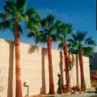 نخل واشنطني للبيع