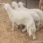ثلاث خرفان كرامات