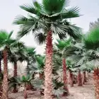 نخل واشنطني واشنطونيا